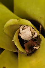Boana multifasciata