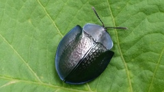 Cyrtonota thalassina