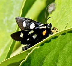 Alypia octomaculata