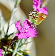 Callophrys gryneus