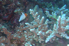 Cetoscarus bicolor
