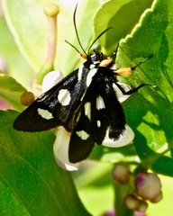 Alypia octomaculata