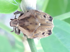 Hoplopyga liturata