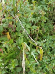 Passiflora hyacinthiflora