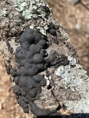 Annulohypoxylon annulatum