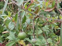 Passiflora hyacinthiflora