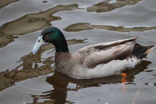 Duck