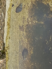Lymnaea stagnalis