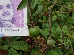 Passiflora hyacinthiflora