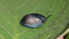 Cyrtonota thalassina