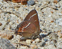 Callophrys spinetorum