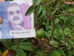 Passiflora hyacinthiflora