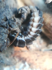 Phosphaenus hemipterus