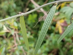 Passiflora hyacinthiflora