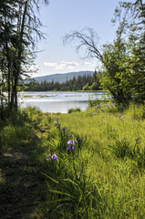 Iris setosa interior