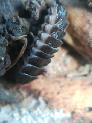 Phosphaenus hemipterus