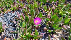 Carpobrotus edulis