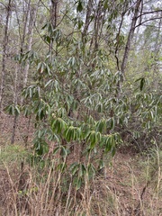 Symplocos tinctoria image