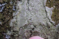 Lecanora barkmaniana