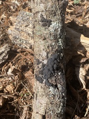 Annulohypoxylon annulatum