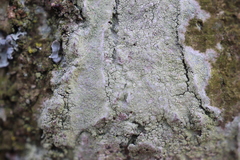 Lecanora barkmaniana