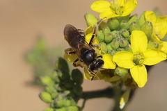 Lasioglossum titusi
