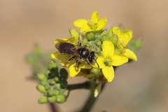 Lasioglossum titusi
