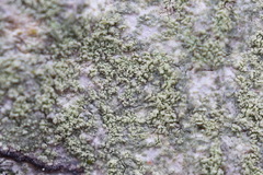 Lecanora barkmaniana