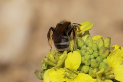 Lasioglossum titusi