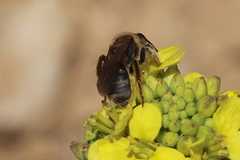 Lasioglossum titusi