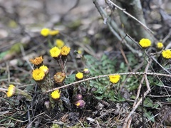 Tussilago