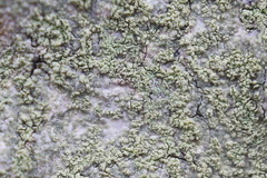 Lecanora barkmaniana