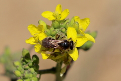 Lasioglossum titusi
