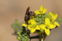 Lasioglossum titusi
