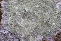 Lecanora barkmaniana