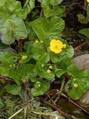Caltha palustris
