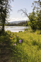 Iris setosa interior