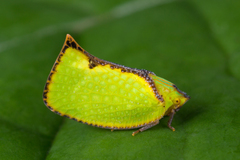 Salurnis marginella