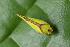 Salurnis marginella