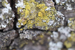 Candelariella reflexa