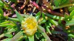 Carpobrotus edulis