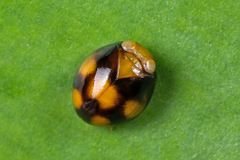 Hemisphaerius