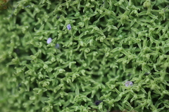 Tortella flavovirens