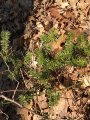 Taxus canadensis