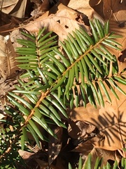 Taxus canadensis
