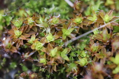 Syntrichia calcicola