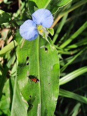 Neolema dorsalis