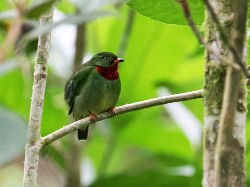 Fiery-throated Fruiteater