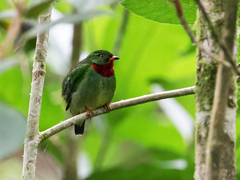 Fiery-Throated Fruiteater photo 1