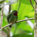 Fiery-throated Fruiteater - Photo (c) 
Nick Athanas, some rights reserved (CC BY-SA)